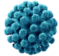 Virus isolated bacteria molecule 2